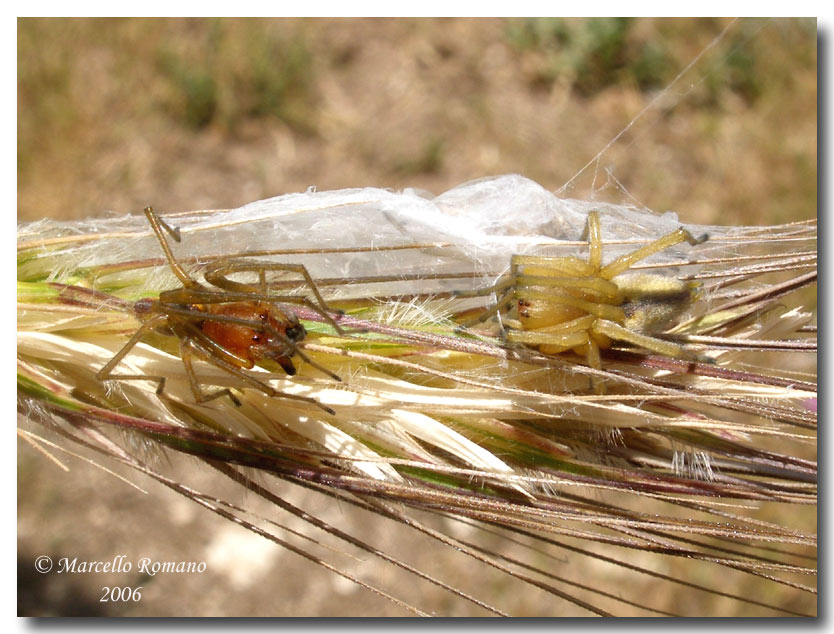 Una paziente coppia di ragni Cheiracanthium sp.